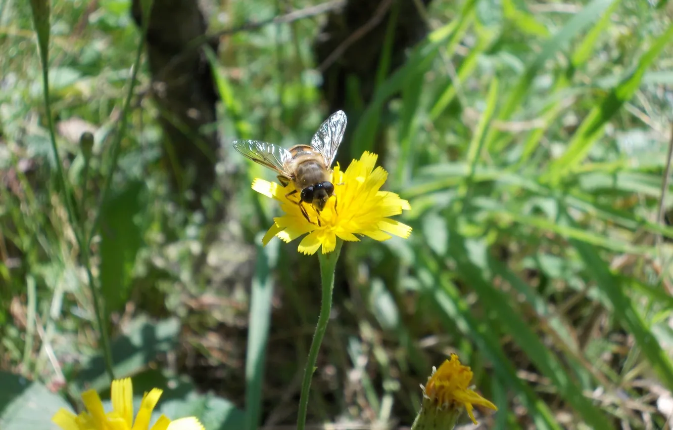 Photo wallpaper flower, wild, bee