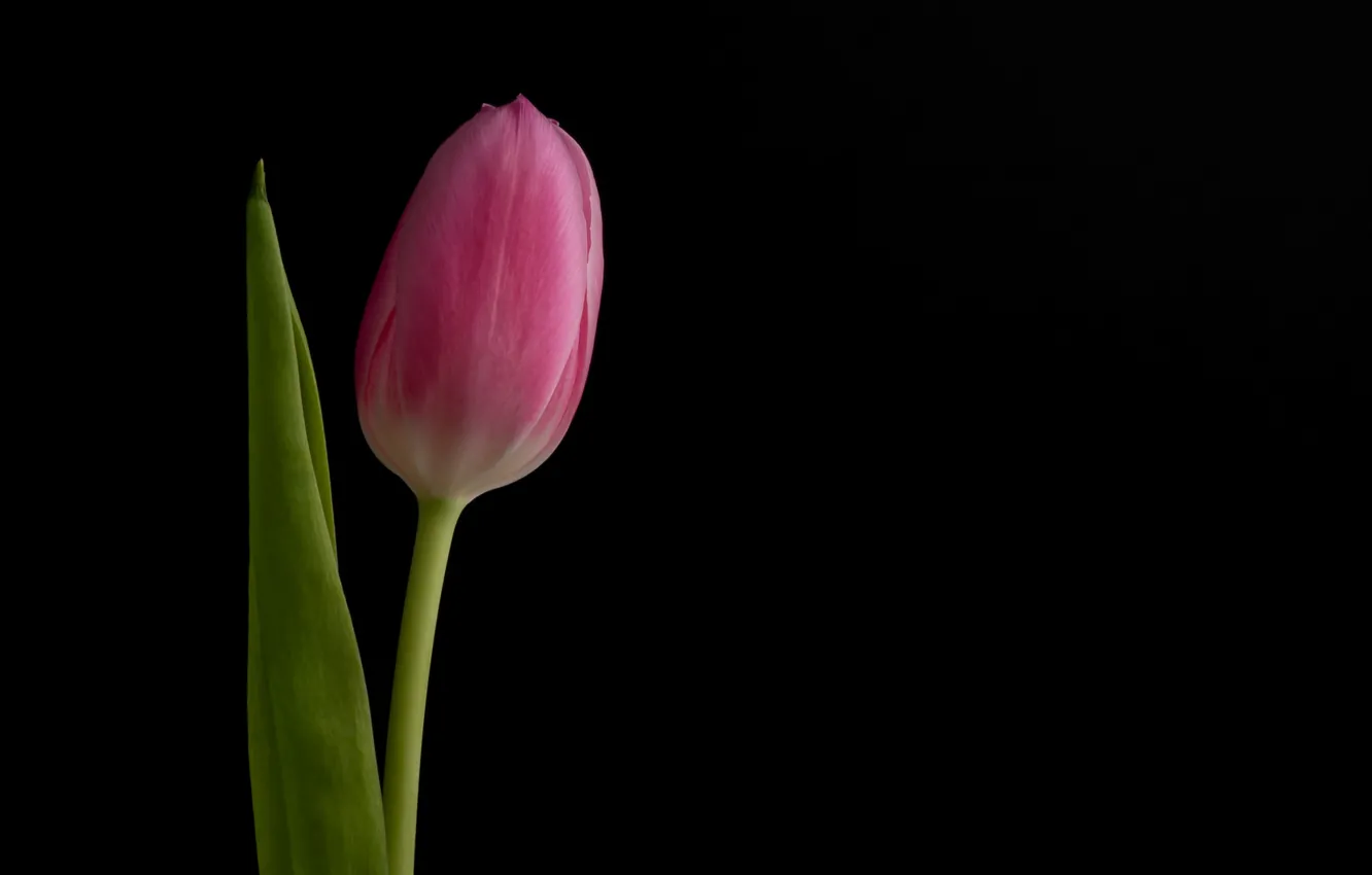 Photo wallpaper flower, background, Tulip