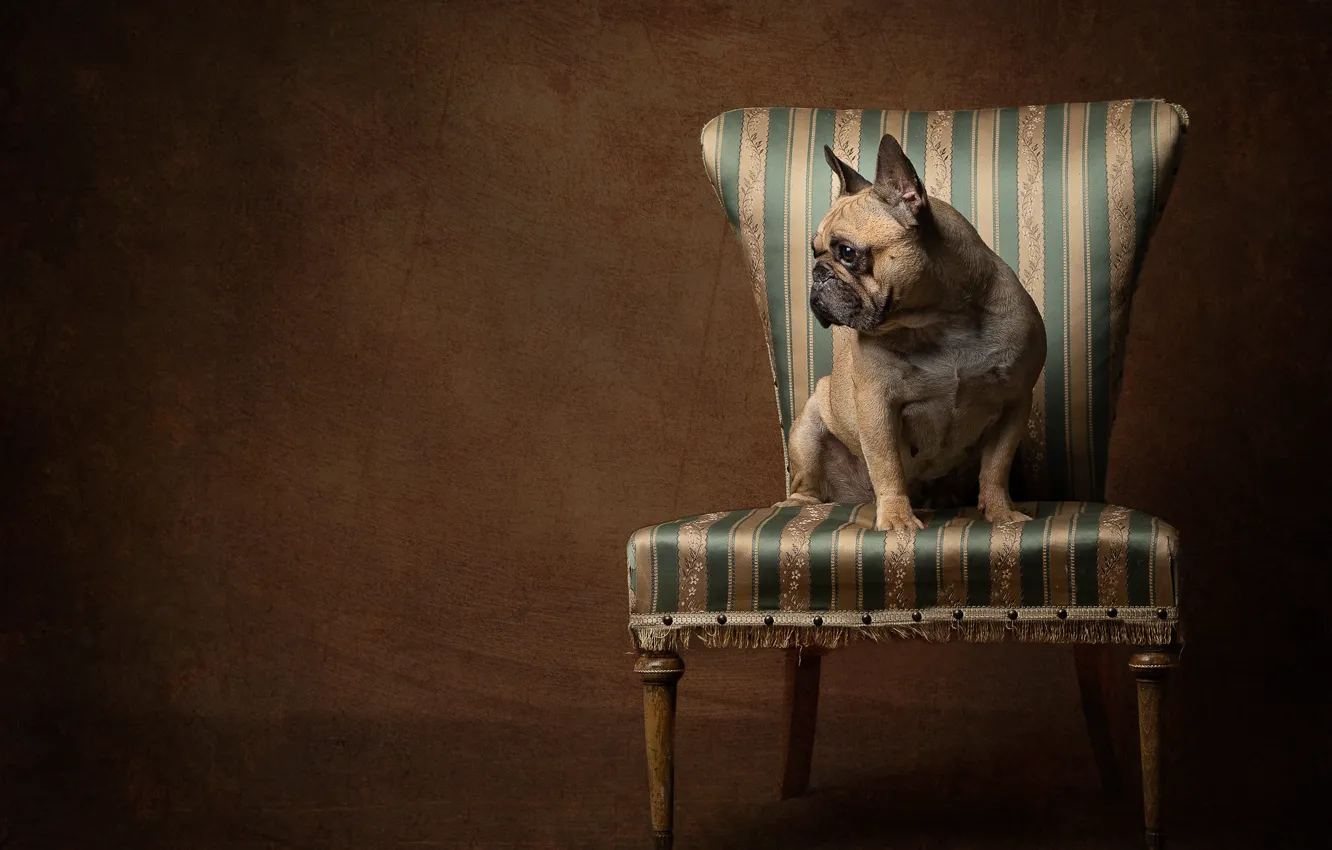 Photo wallpaper background, dog, chair, French bulldog