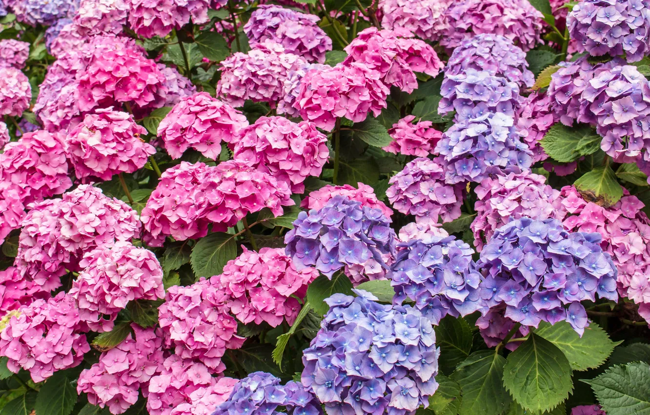 Photo wallpaper pink, a lot, lilac, hydrangea