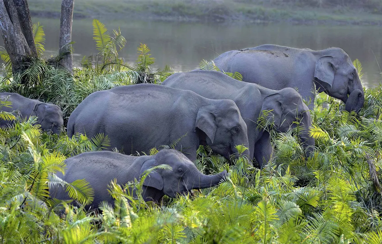 Photo wallpaper India, elephants, the herd, Asian elephant, Kaziranga