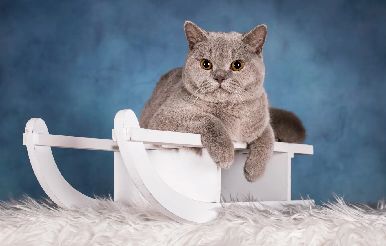 Photo wallpaper cat, cat, look, fur, face, sled
