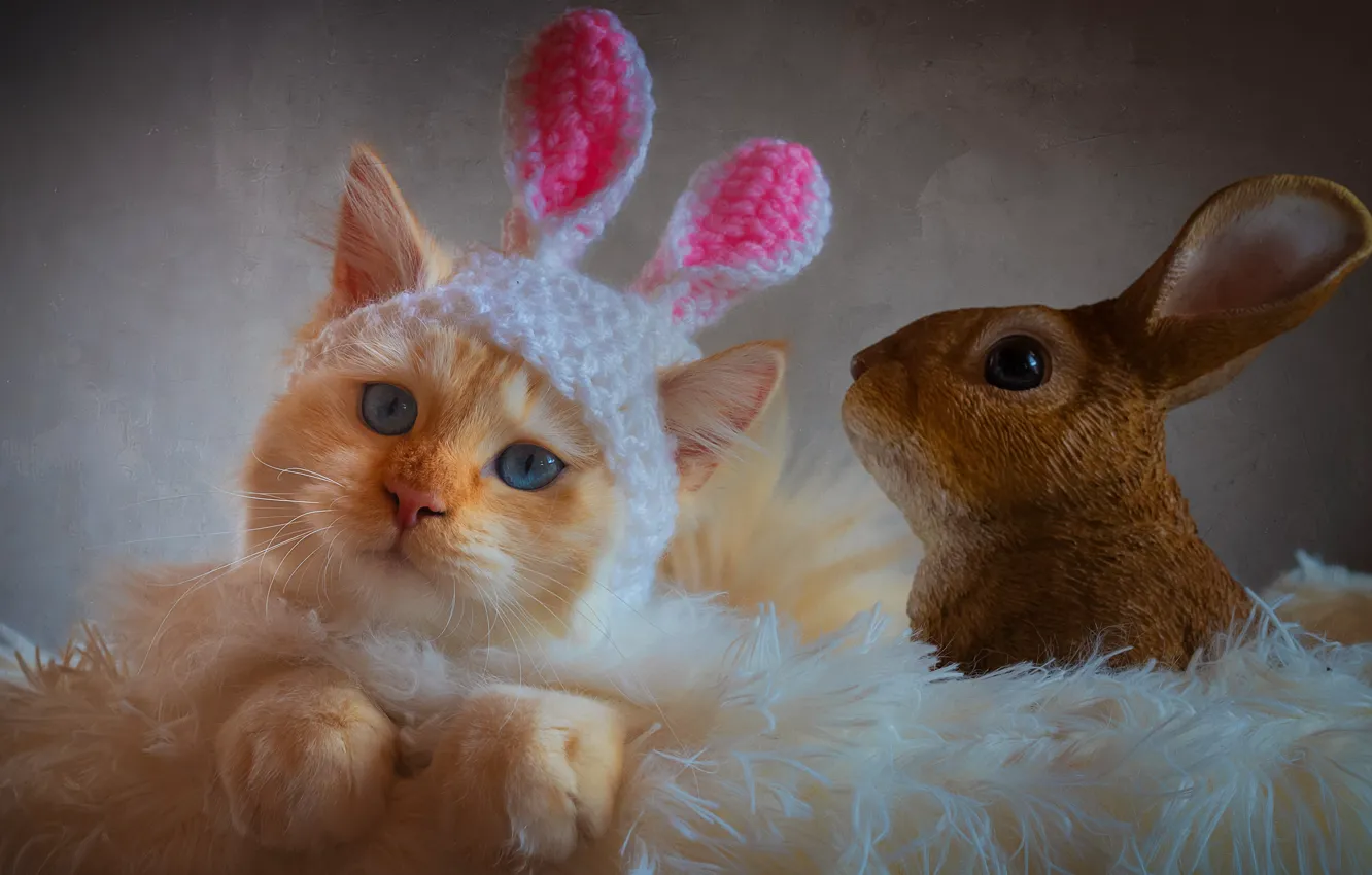 Photo wallpaper cat, cat, look, kitty, hare, portrait, pile, fluffy