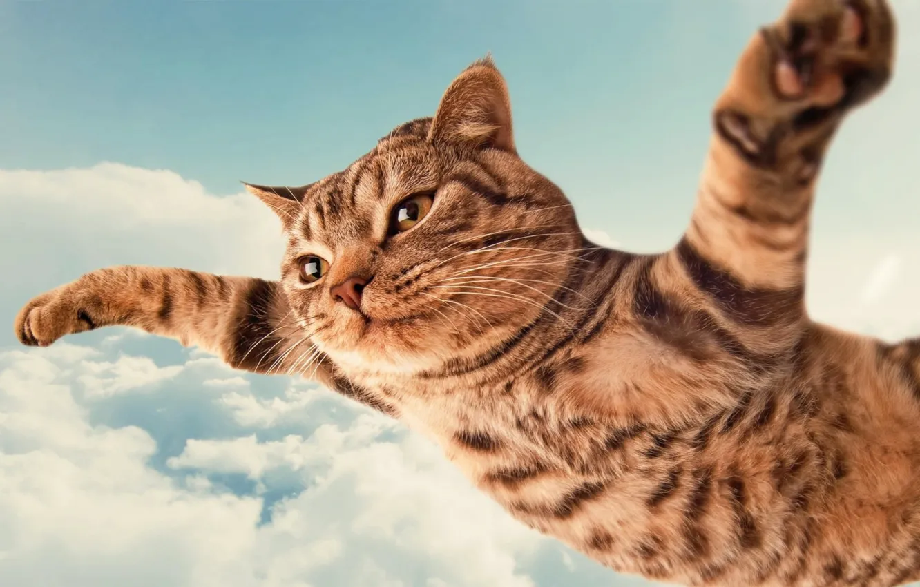 Photo wallpaper the sky, cat, soars
