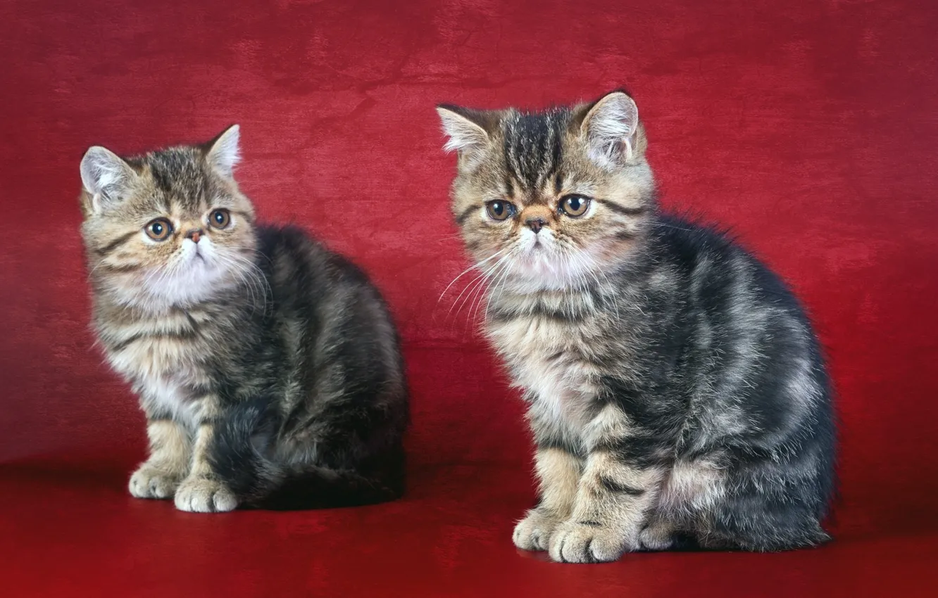 Photo wallpaper red, background, kittens