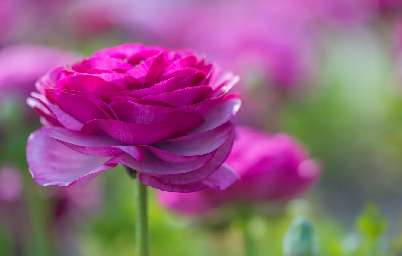 Photo wallpaper petals, garden, stem, meadow, buds