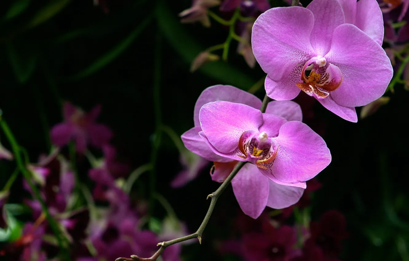 Photo wallpaper macro, pink, Orchid