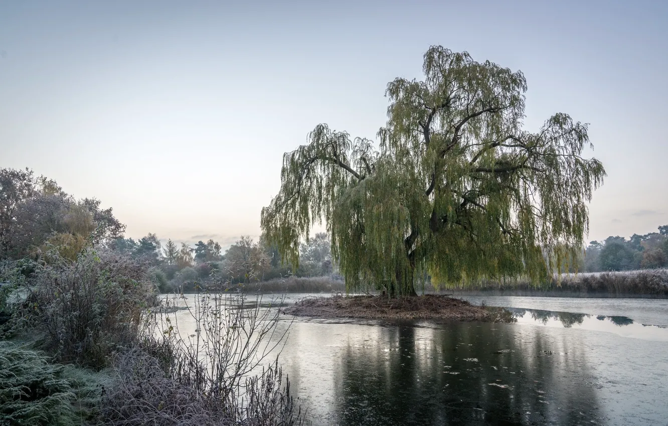 Photo wallpaper frost, the sky, grass, nature, lake, tree, beauty, morning