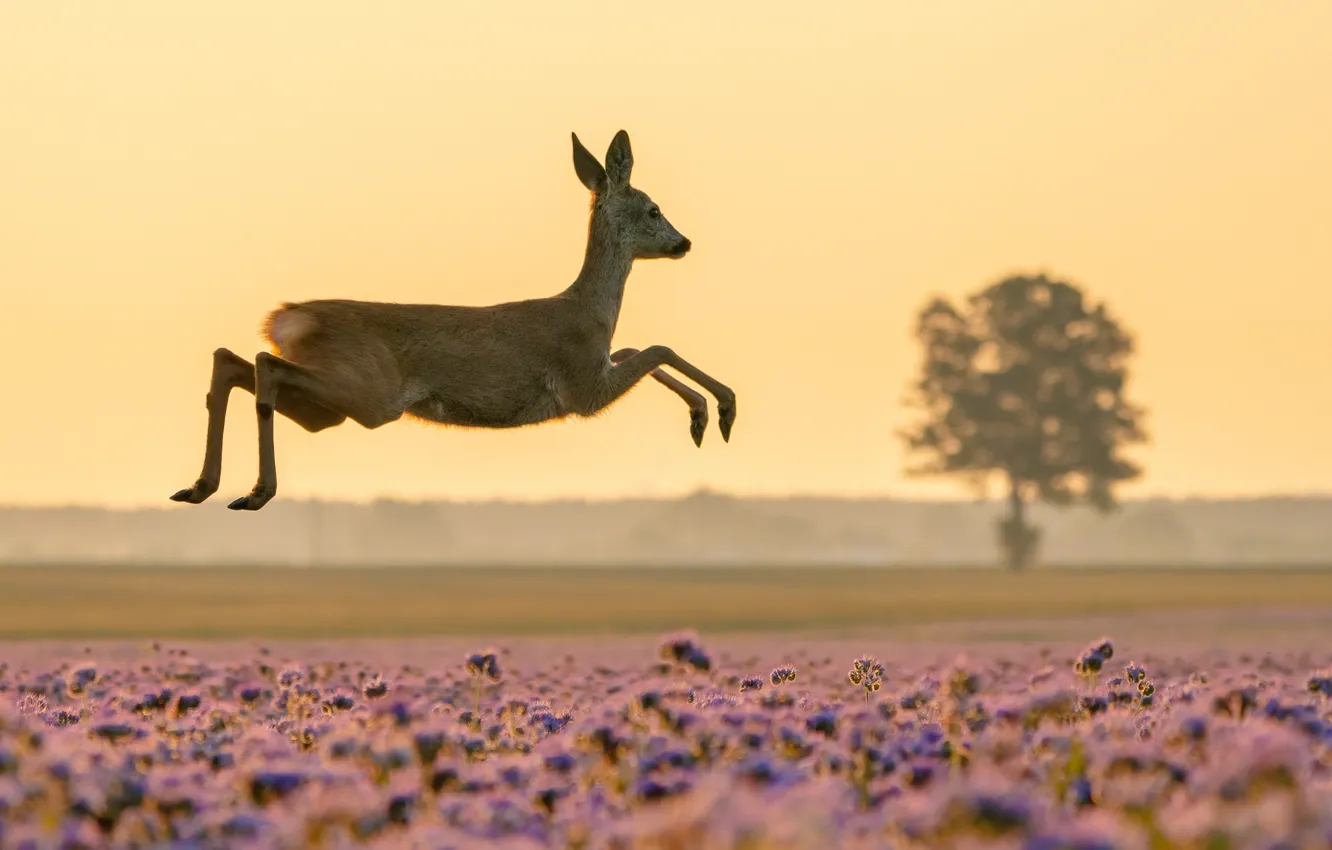 Photo wallpaper field, grass, trees, flowers, nature, animal, jump, deer