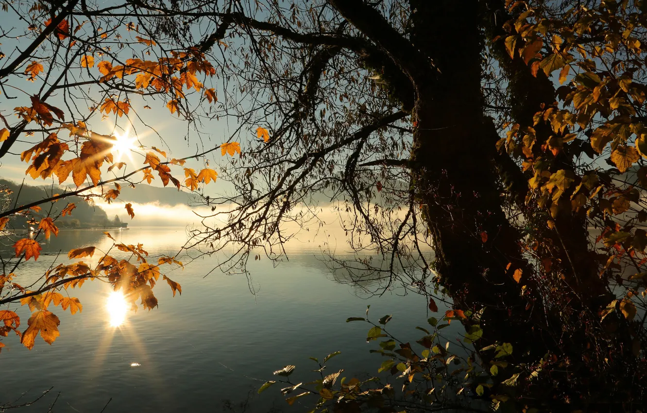 Photo wallpaper autumn, leaves, the sun, rays, light, sunset, branches, fog