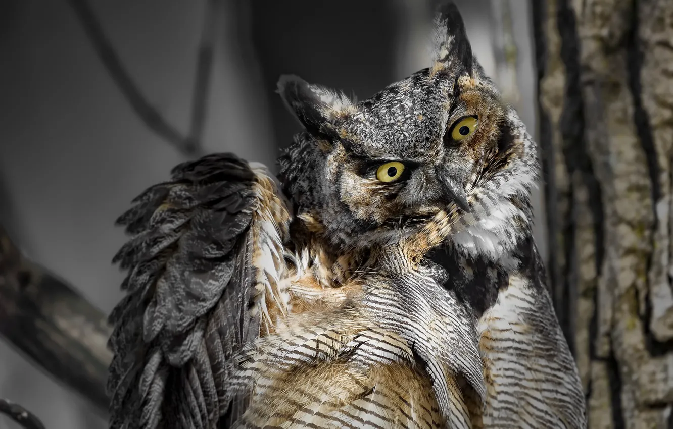 Photo wallpaper nature, owl, bird