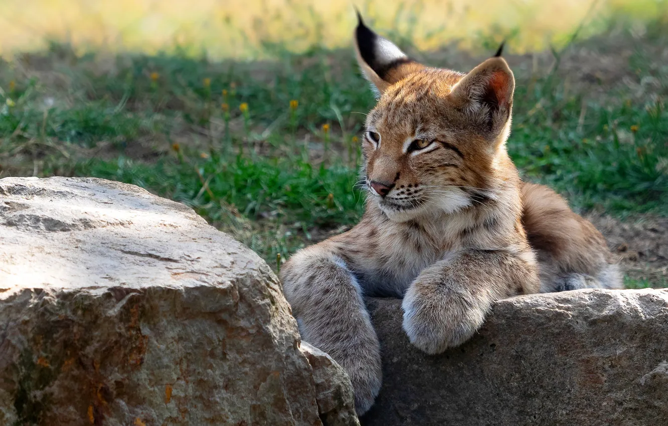 Photo wallpaper pose, lies, a small lynx, paws, nature, face, lynx, grass