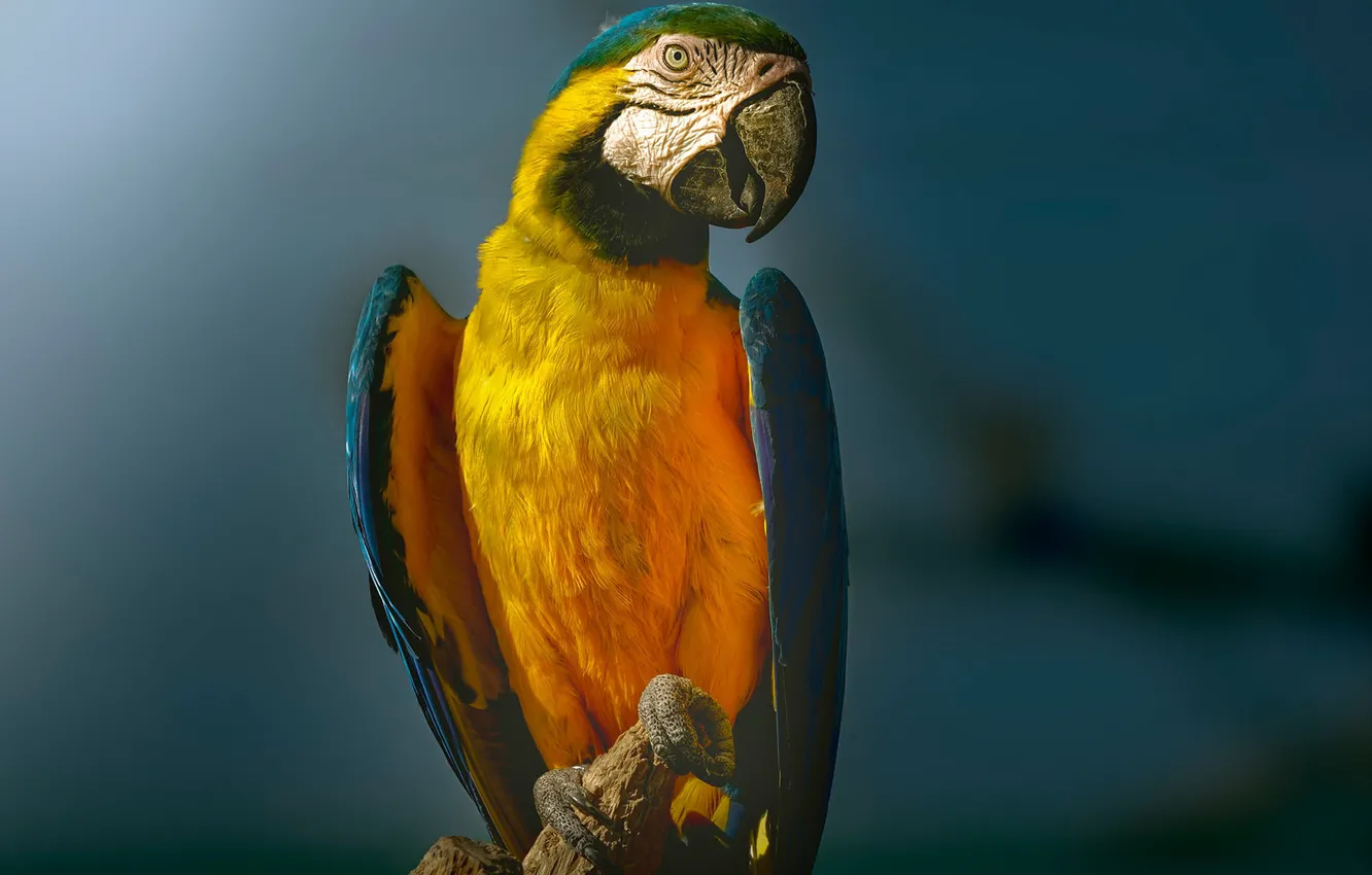 Photo wallpaper background, bird, parrot, Blue-and-yellow macaw