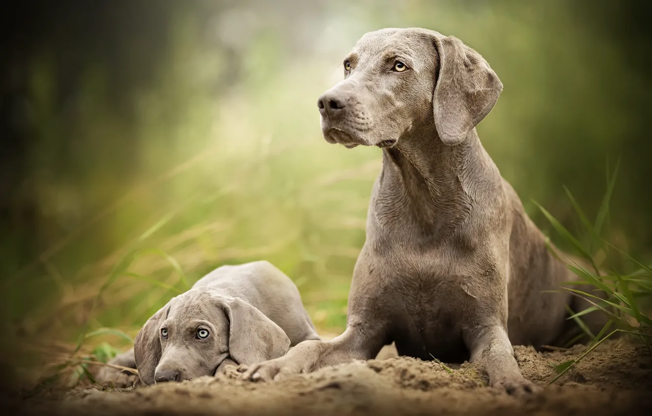 Photo wallpaper nature, each, dog