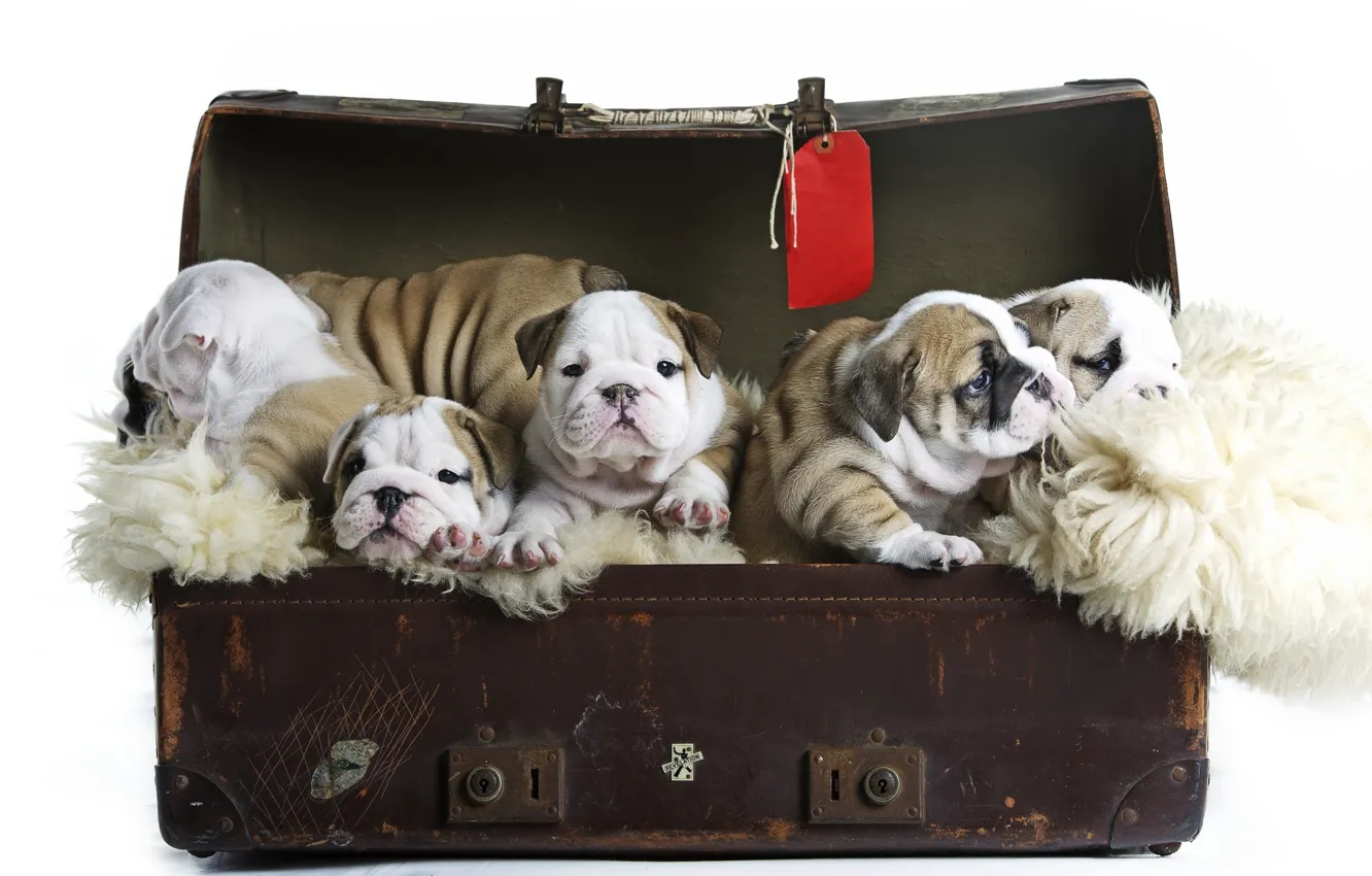 Photo wallpaper dogs, puppies, suitcase, kids, English bulldog
