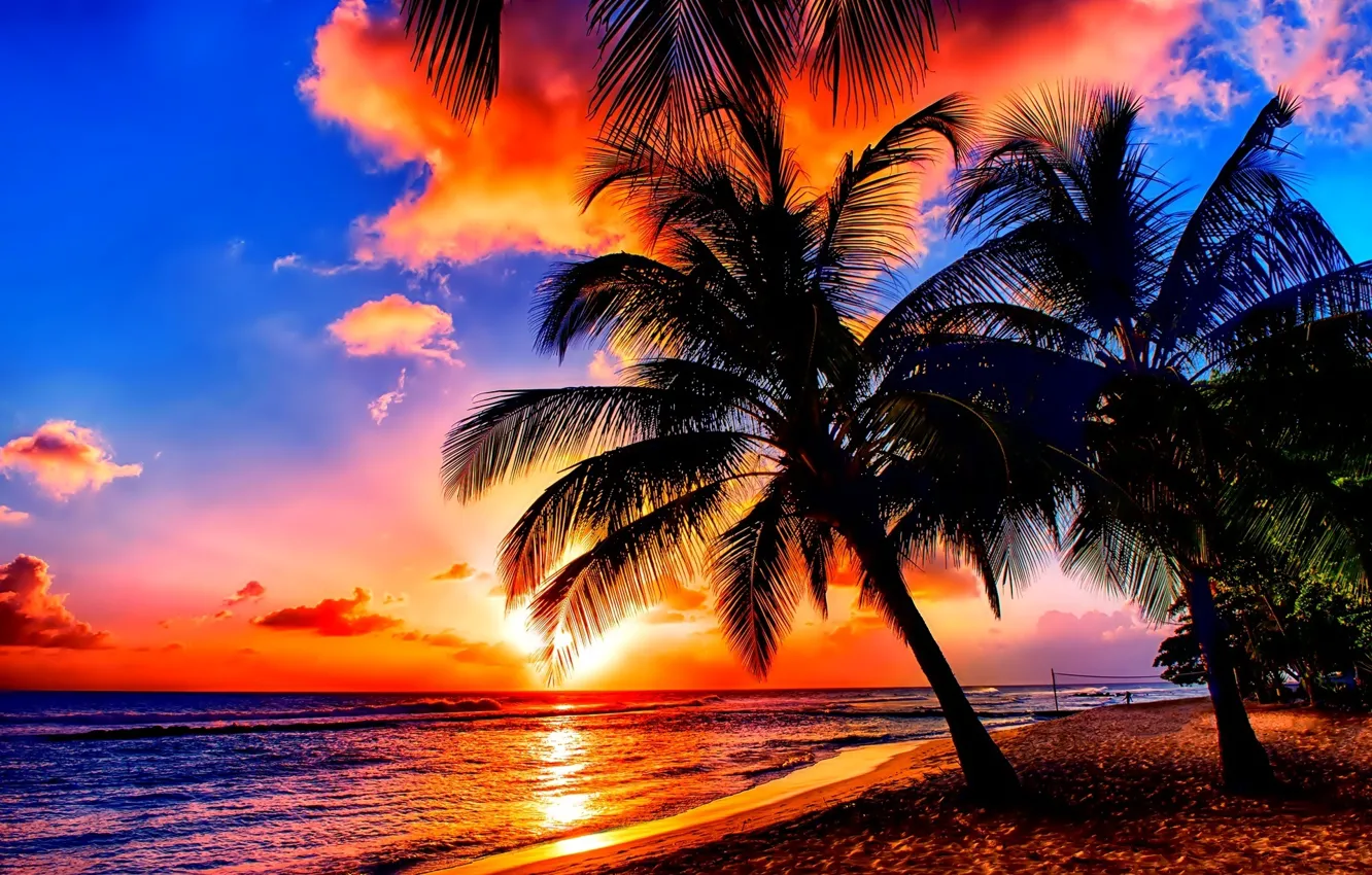 Photo wallpaper trees, sea, Sunset, Palm