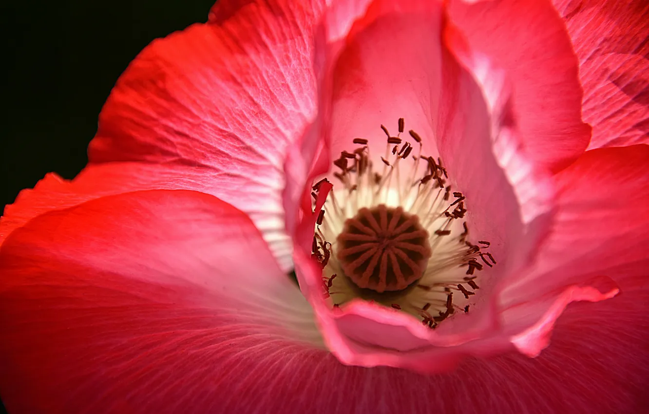 Photo wallpaper macro, flowers, Mac, Maki, petals, stamens, pink