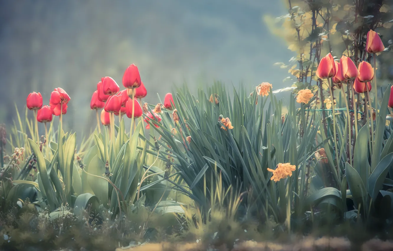 Photo wallpaper flowers, spring, garden, tulips, red, haze, flowerbed