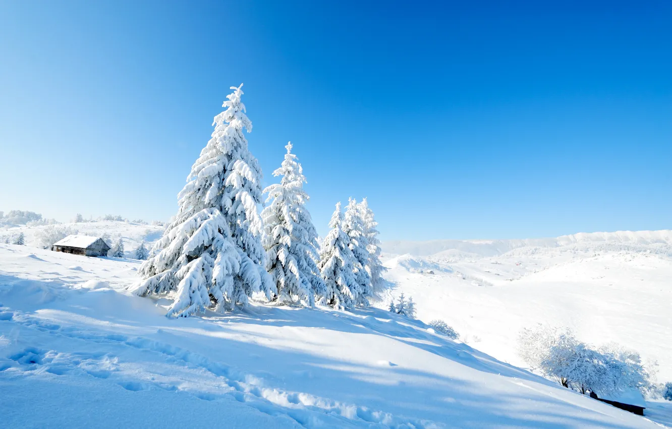 Photo wallpaper Nature, Winter, Snow, Spruce, Landscape