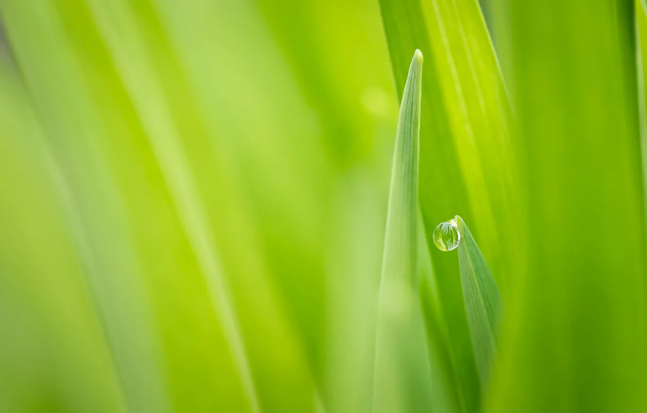 Photo wallpaper greens, grass, drops, nature, Rosa, focus