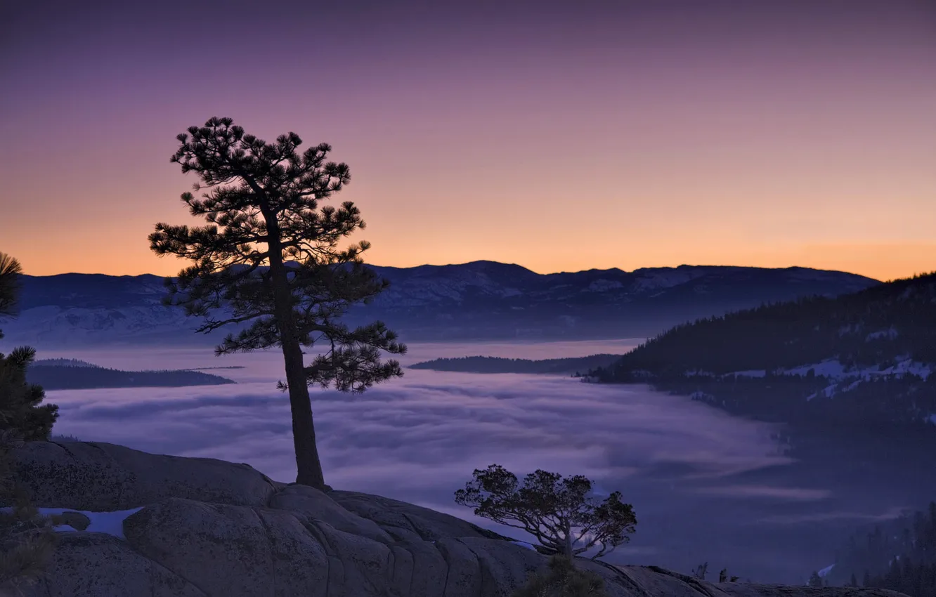Photo wallpaper mountains, fog, dawn, morning, pine