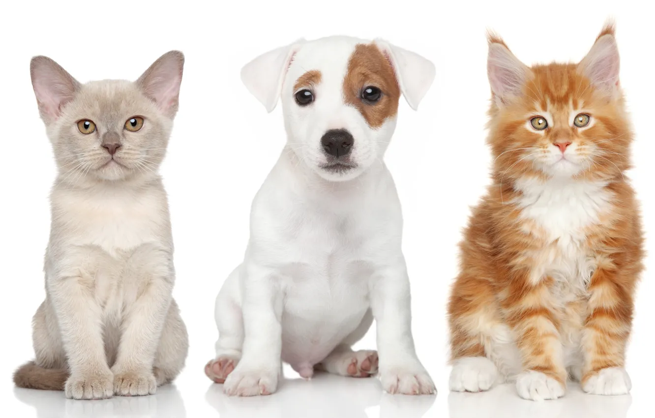 Photo wallpaper dog, kittens, puppy, The Burmese, Maine Coon, Jack Russell Terrier