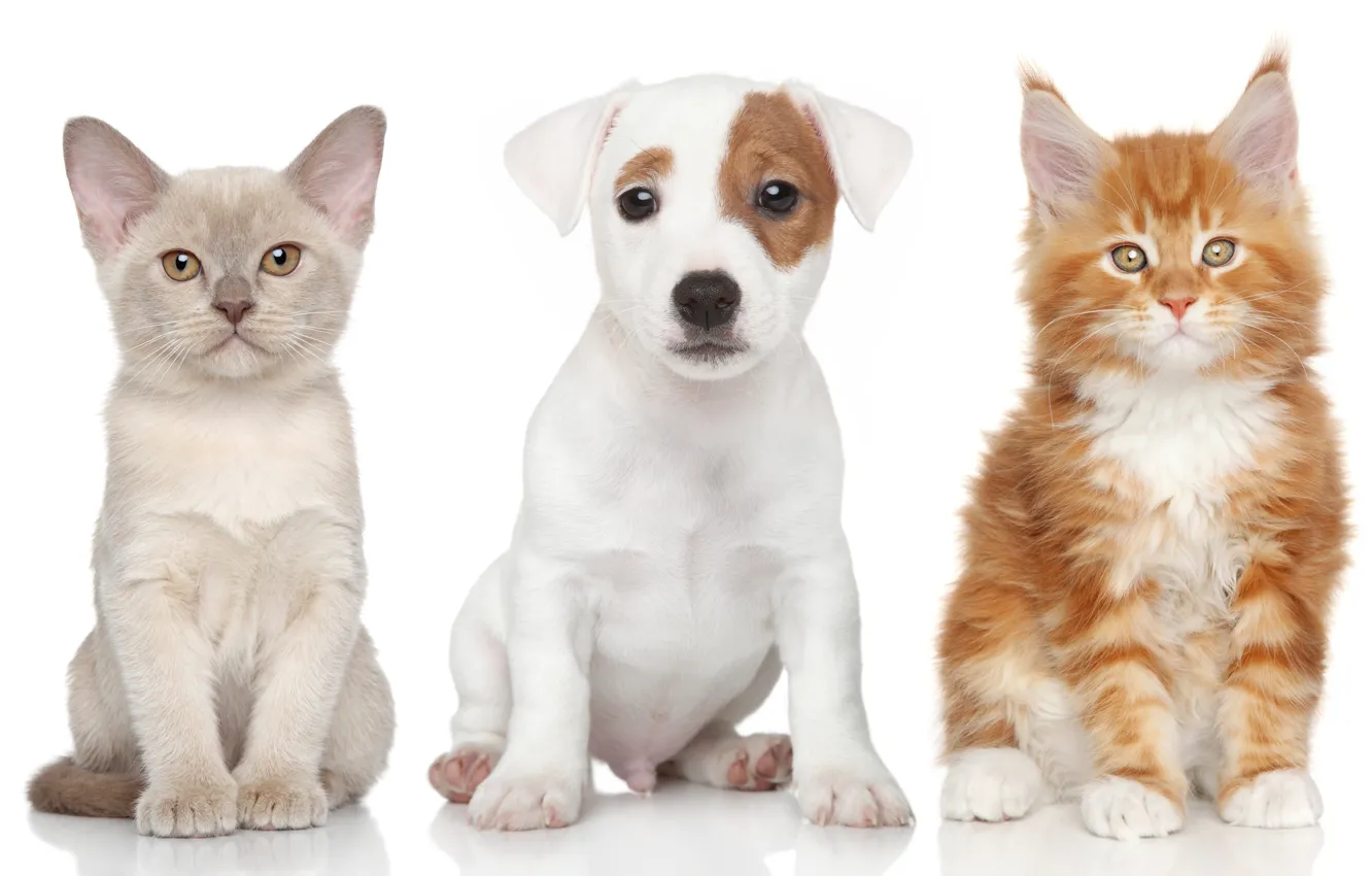 Photo wallpaper dog, puppy, kitty, The Burmese, Maine Coon, Jack Russell Terrier