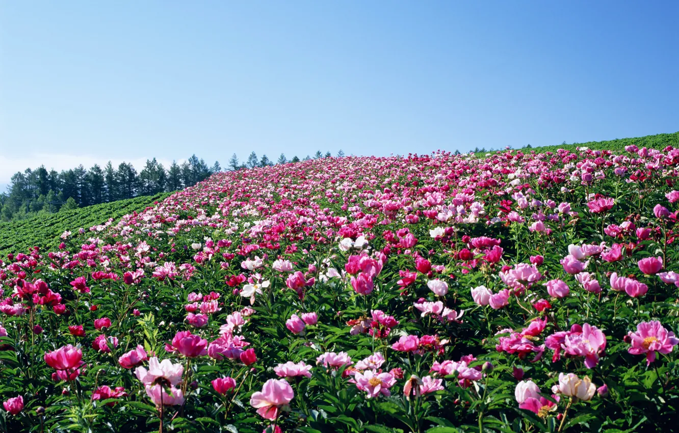 Photo wallpaper field, the sky, flowers