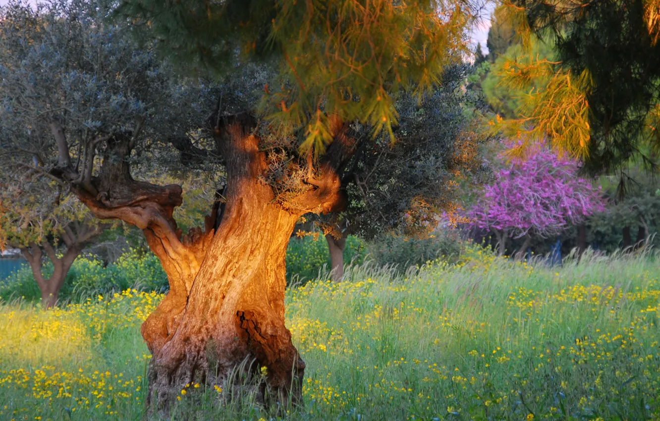 Photo wallpaper grass, garden, trees