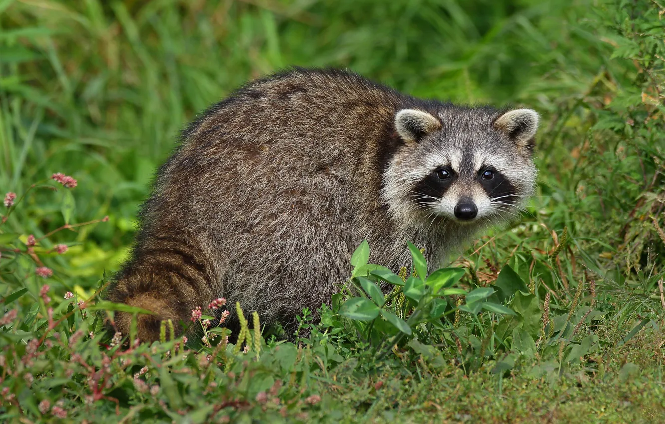 Photo wallpaper greens, grass, look, nature, glade, raccoon