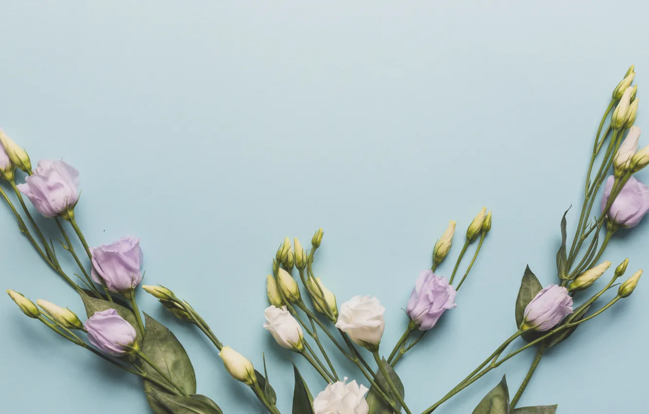 Photo wallpaper flowers, buds, eustoma