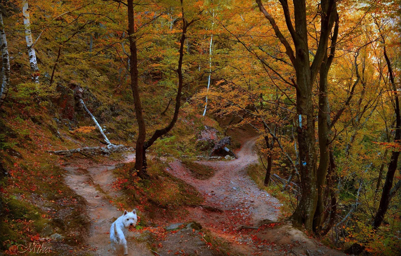 Photo wallpaper Autumn, Trees, Forest, Trail, Dog, Fall, Autumn, Forest