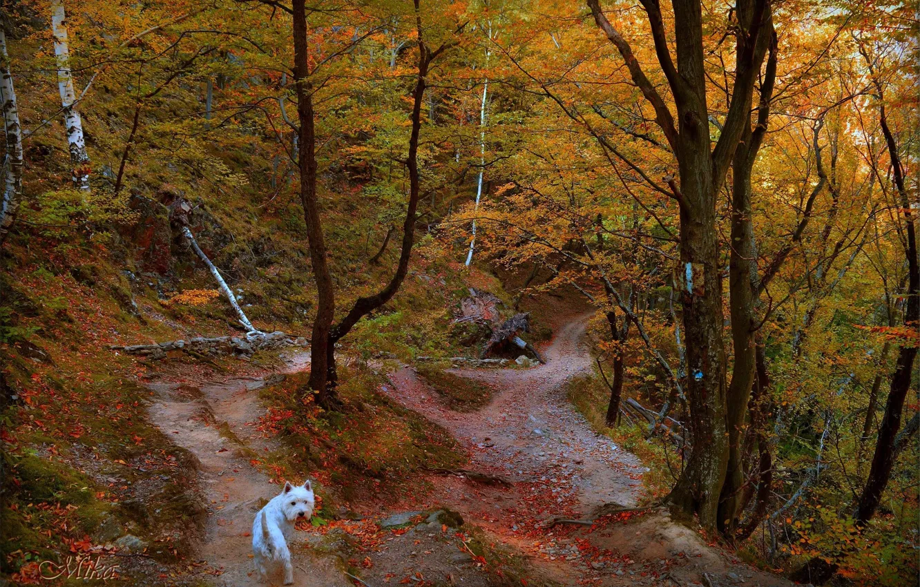 Photo wallpaper autumn, forest, trees, trail, forest, trees, dog, autumn