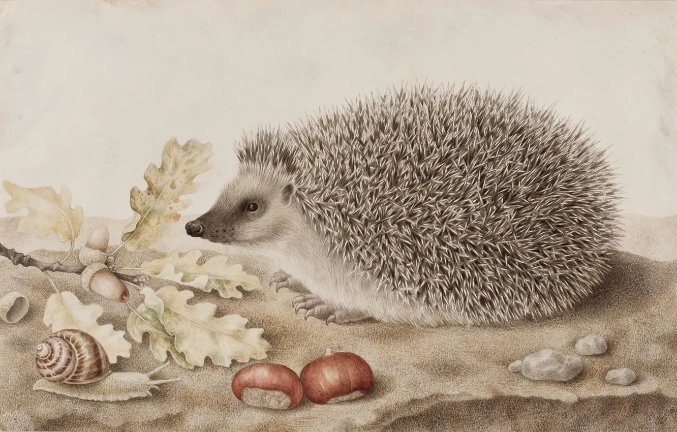 Photo wallpaper needles, snail, picture, acorns, Italian artist, Giovanna Garzoni, Giovanna Garzoni, Hedgehog on the background of …