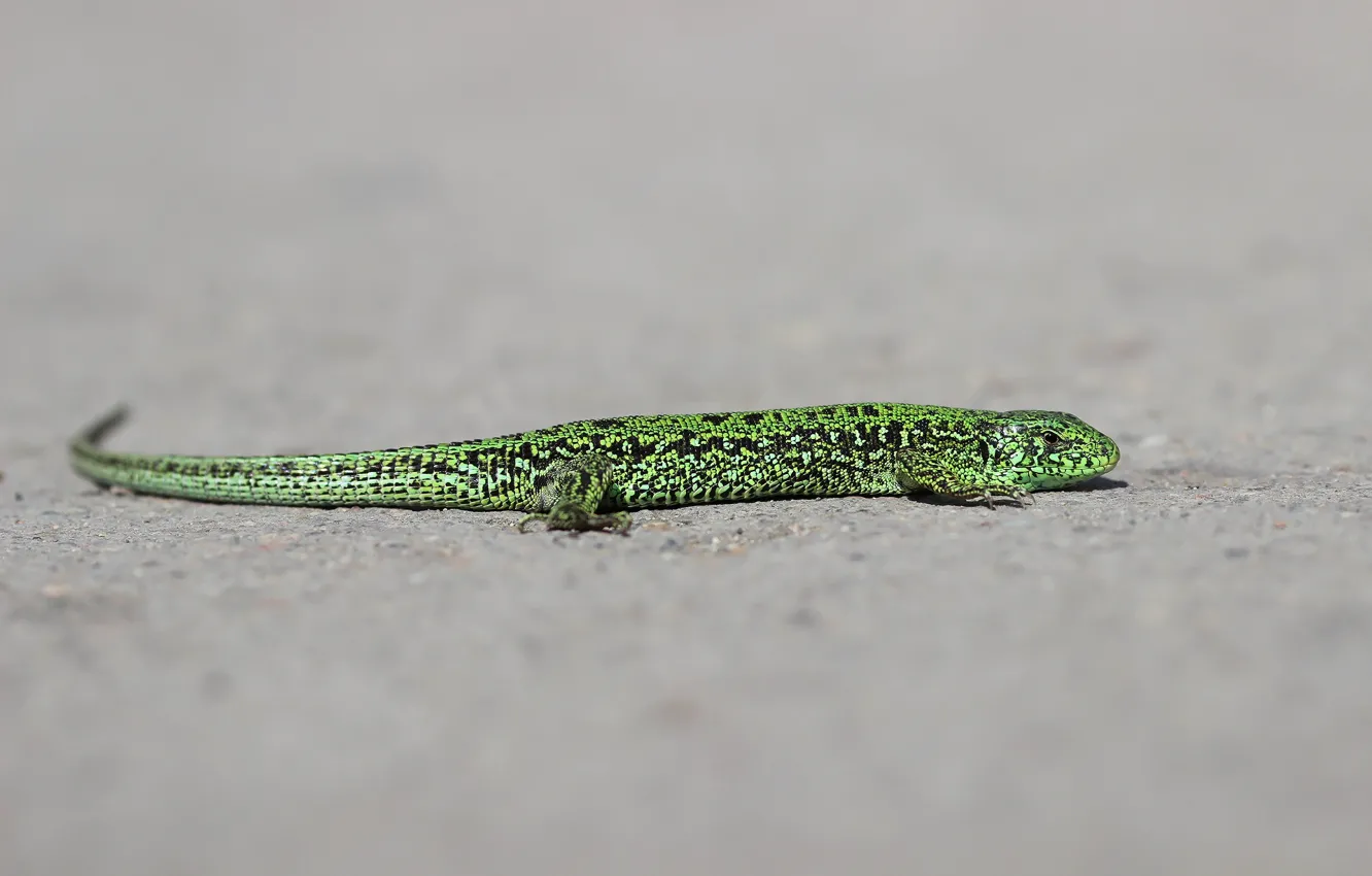 Photo wallpaper background, lizard, reptile