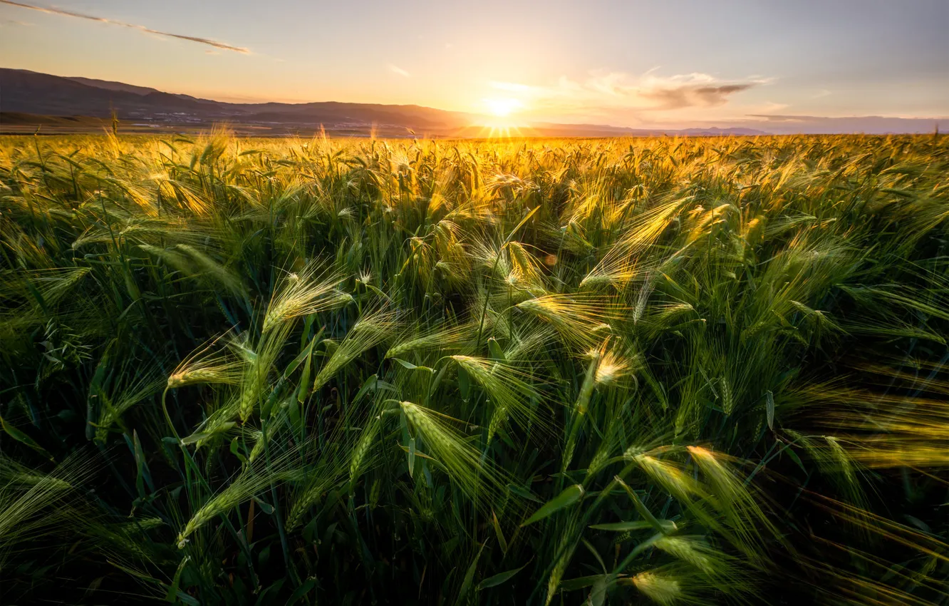 Photo wallpaper summer, the sun, rays, light, rye, ears, cereals, rye field