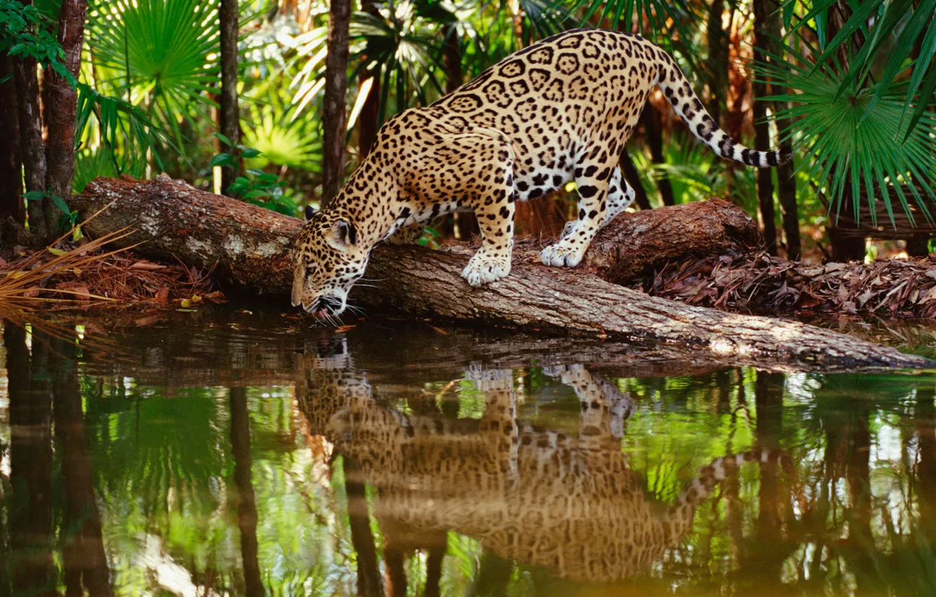 Photo wallpaper leopard, animal, big cat