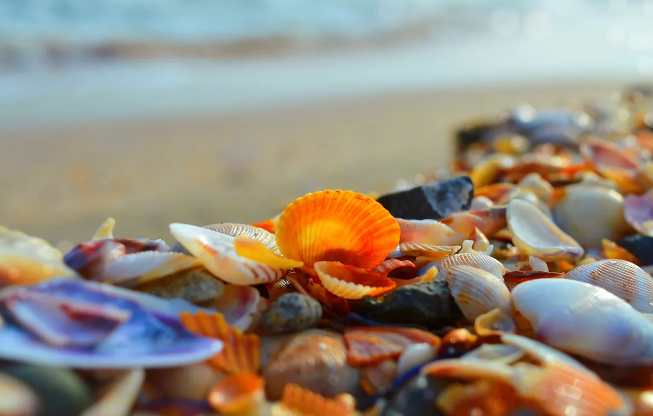 Photo wallpaper Sea, Shore, Shell, Sea, Seashells