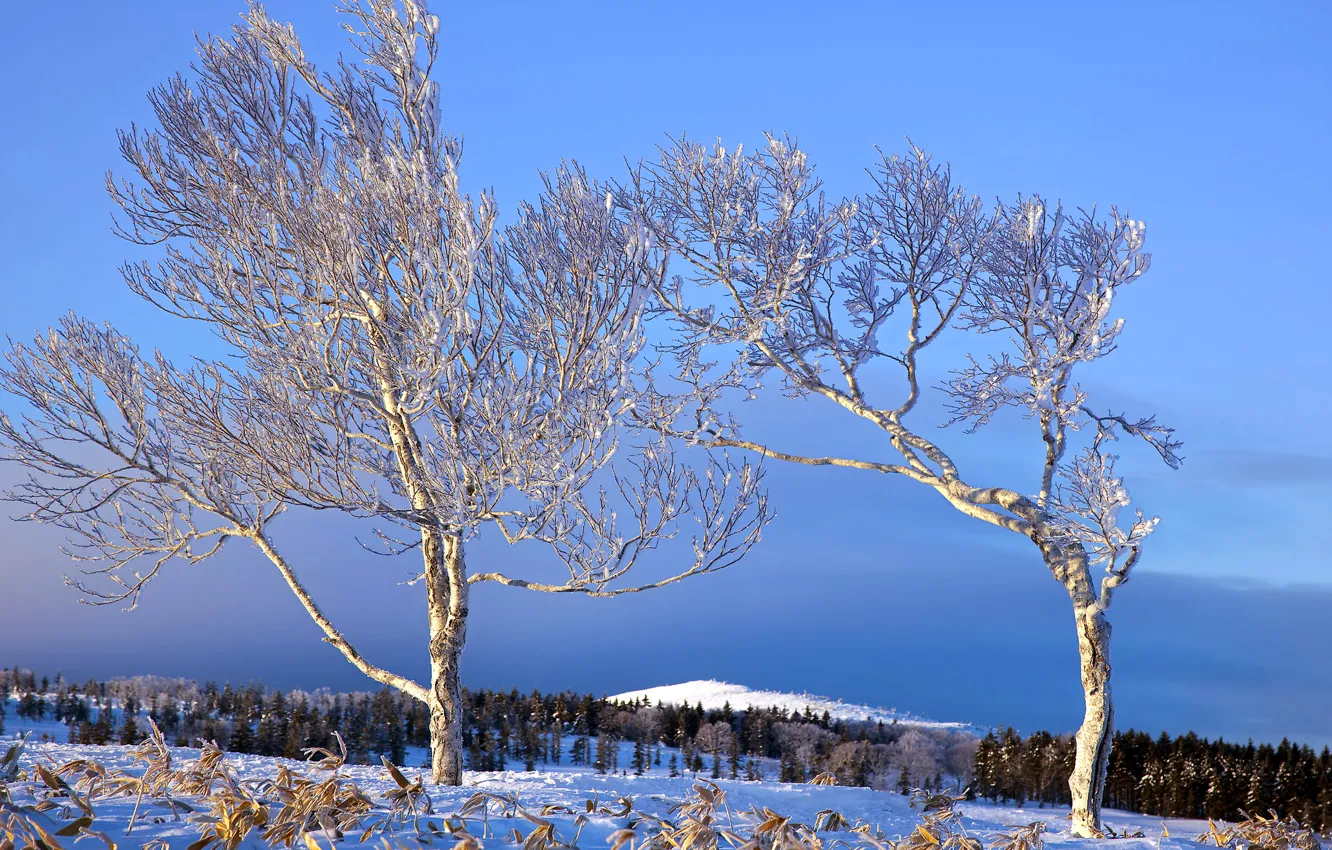 Photo wallpaper winter, forest, the sky, snow, trees, mountains, hills