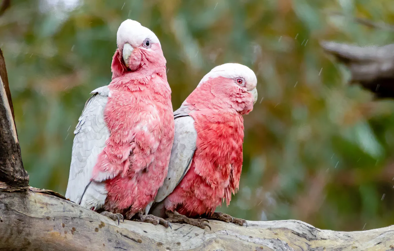Photo wallpaper trees, rain, bird, parrot, pair, pink, a couple, Duo