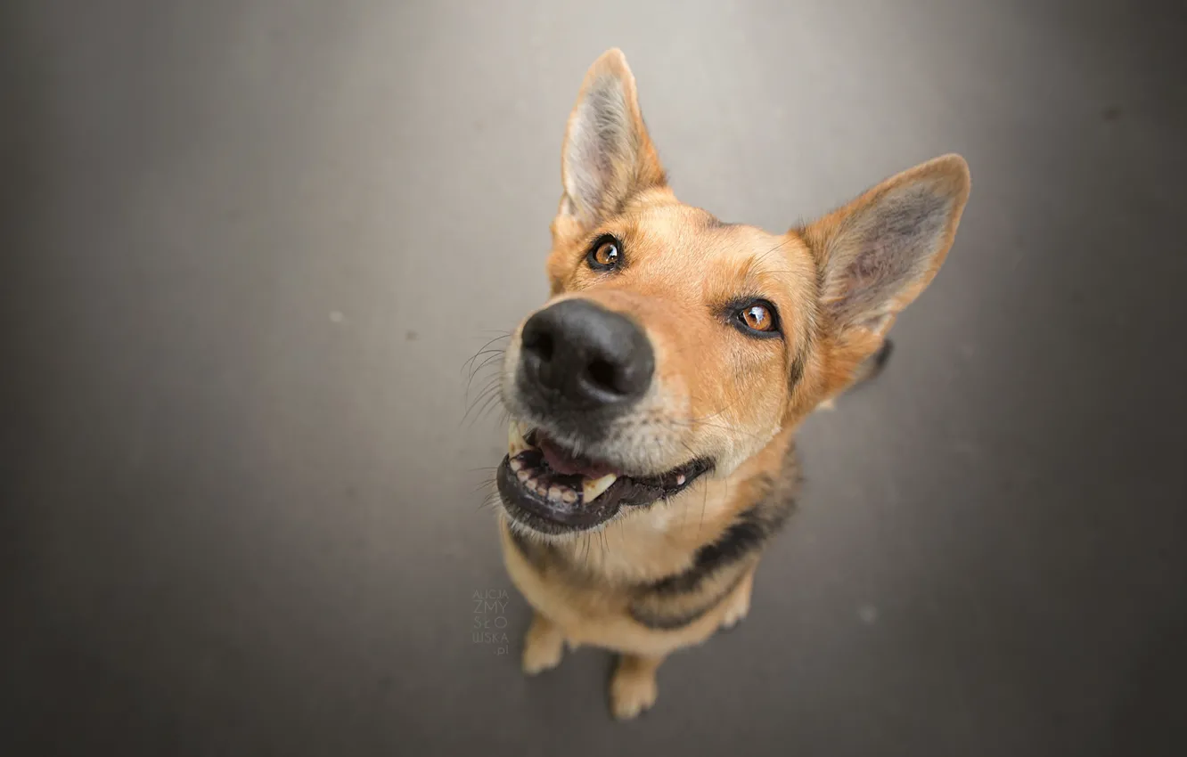 Photo wallpaper look, each, dog