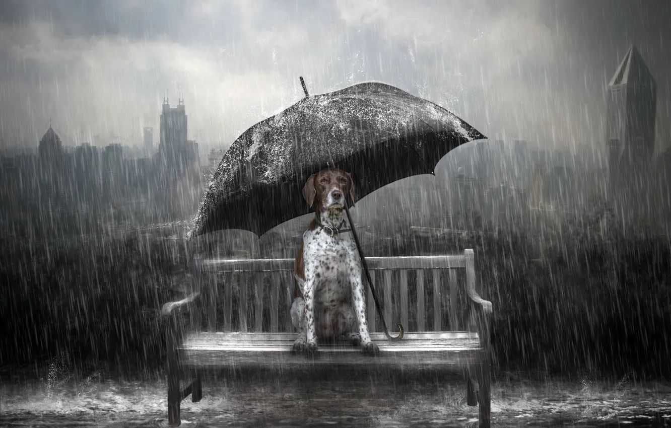 Photo wallpaper rain, dog, umbrella, bench