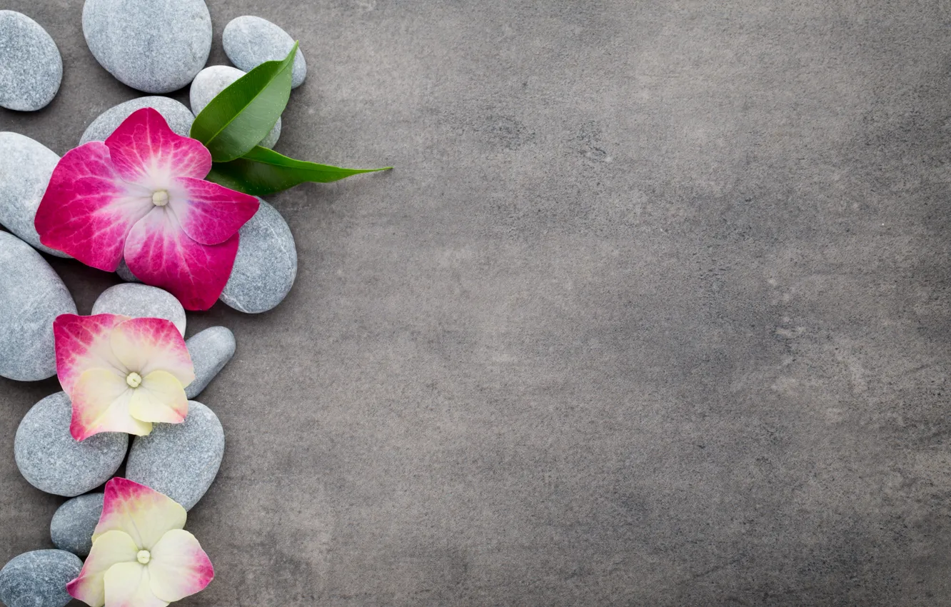 Photo wallpaper flowers, stones, flower, orchid, stones, spa, zen
