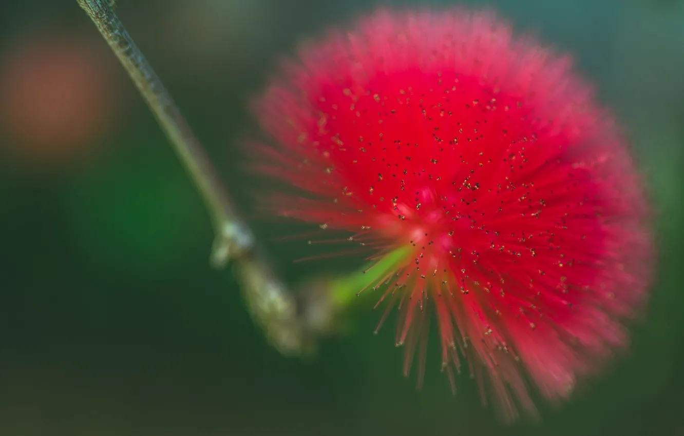 Photo wallpaper flowers, petals, exotic