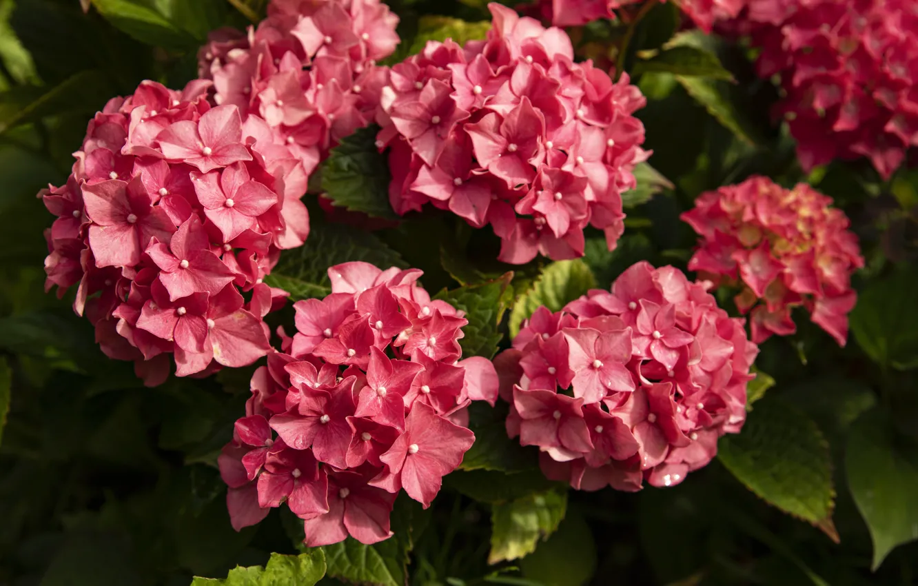 Photo wallpaper flowers, red, garden, the bushes, bokeh, hydrangea