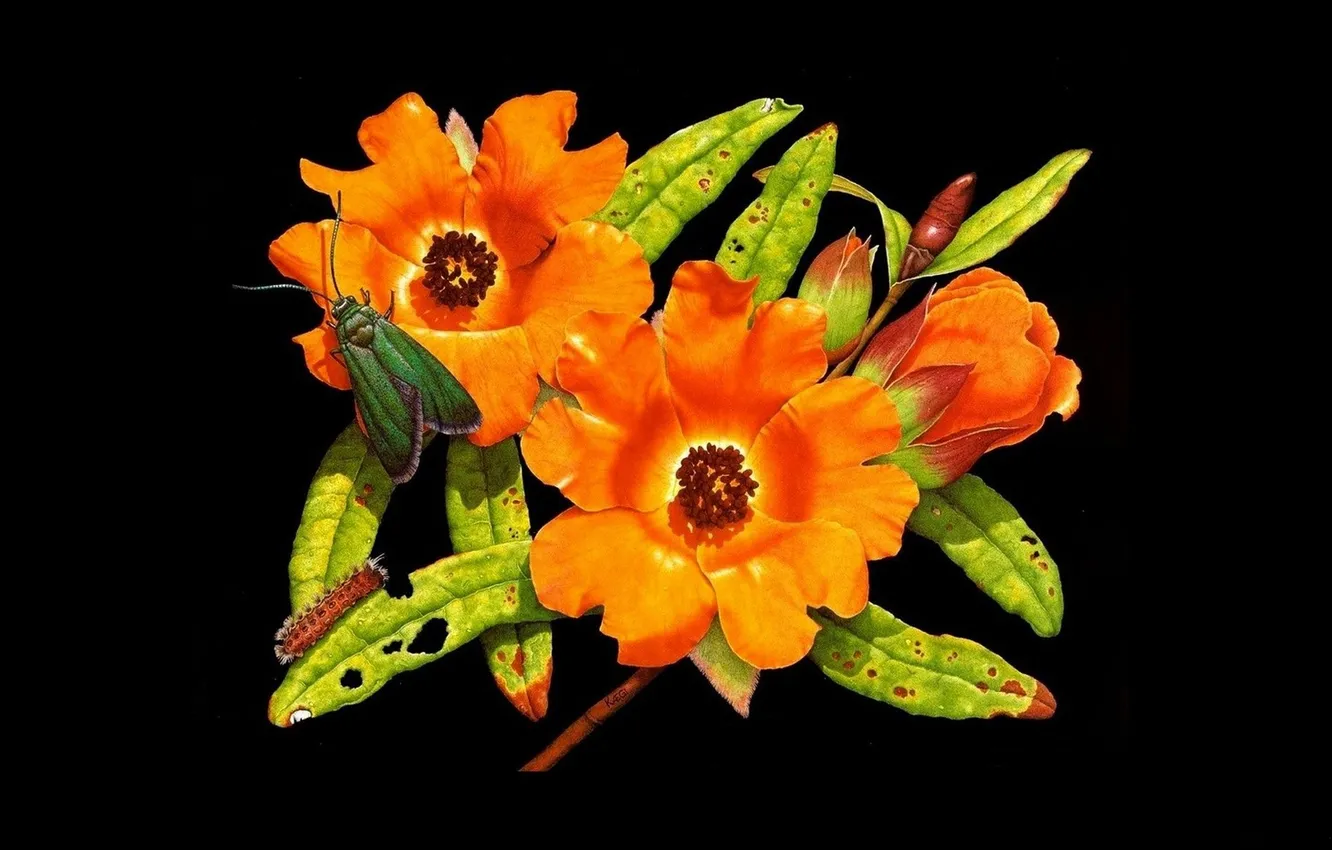 Photo wallpaper flowers, mol, orange flowers