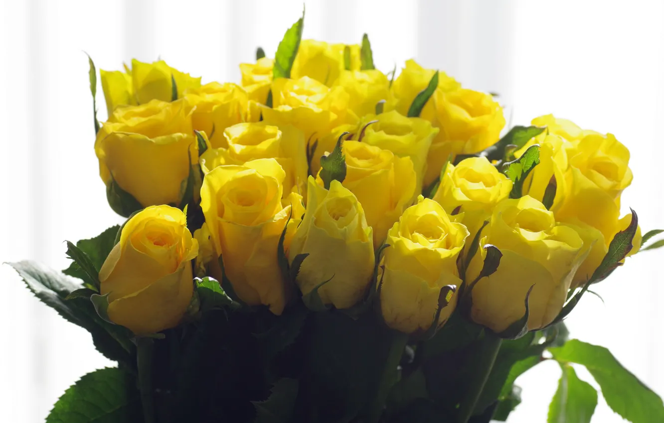 Photo wallpaper flowers, background, roses