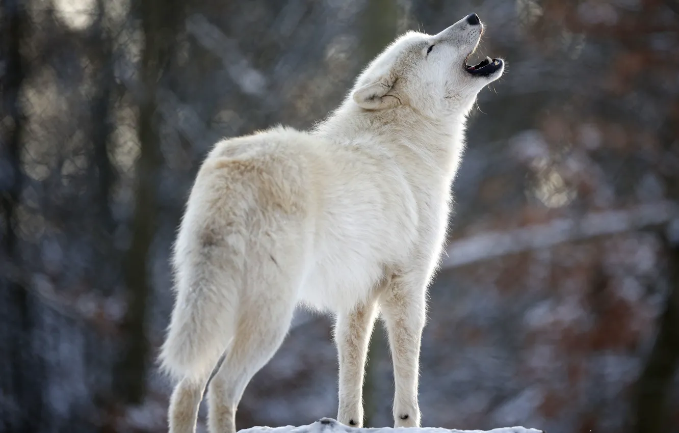 Photo wallpaper white, wolf, predator, howl, Wolf