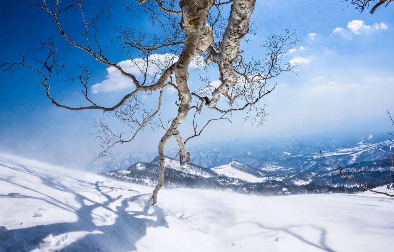 Photo wallpaper winter, the sky, clouds, light, snow, mountains, branches, nature
