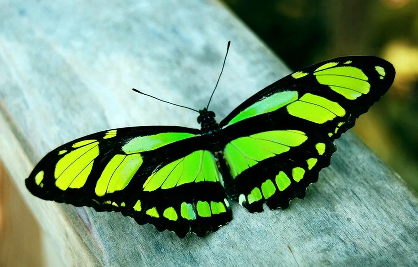 Photo wallpaper macro, butterfly, wings, beautiful, closeup